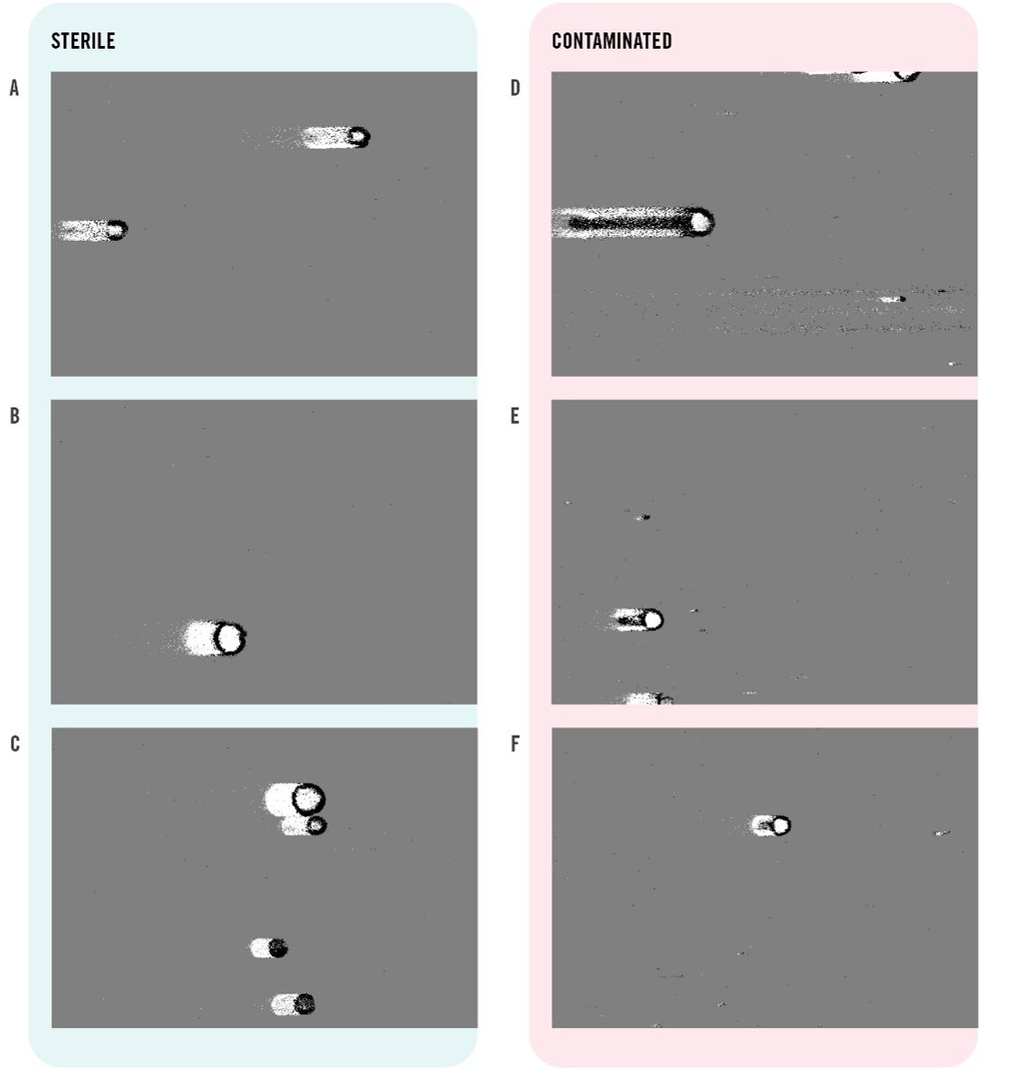 Sterile_Contaminated Cells